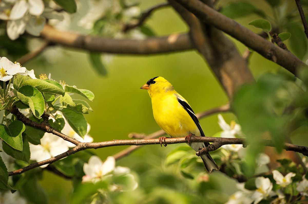aves pajaro jilguero3
