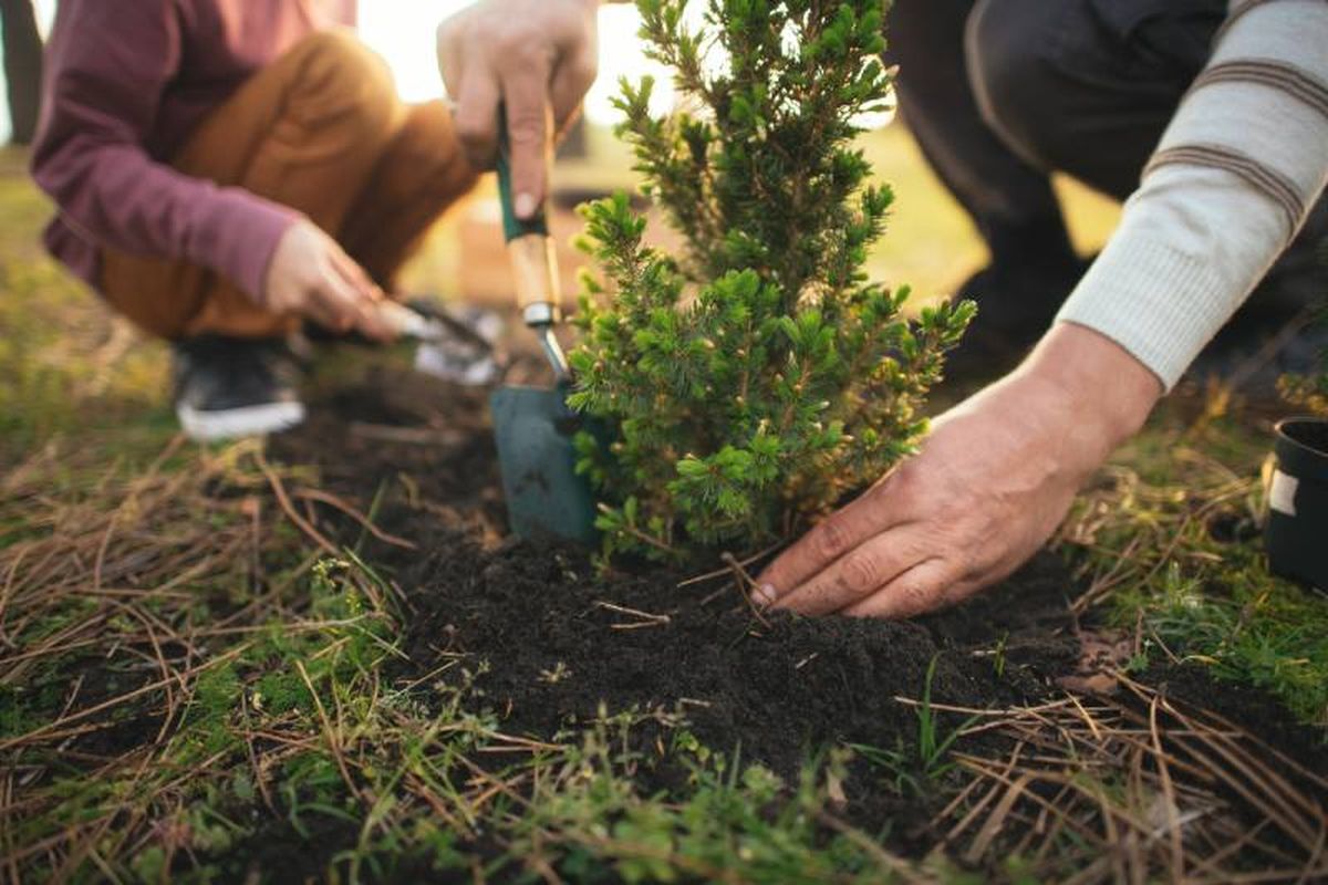 Fomentar el uso de plantas autóctonas.