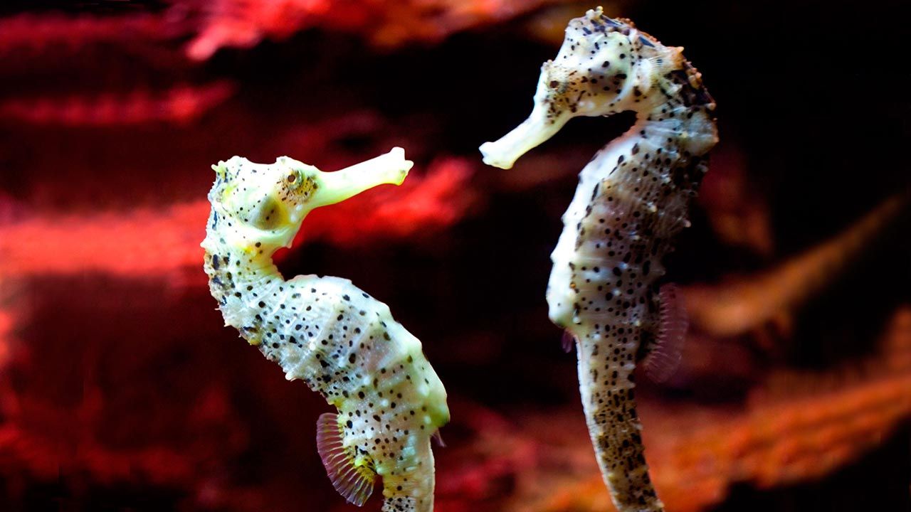 animales fieles a su pareja caballitos mar
