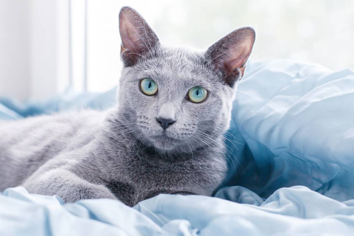 El gato azul ruso es una raza felina que posee una doble capa de pelo corto y sedoso