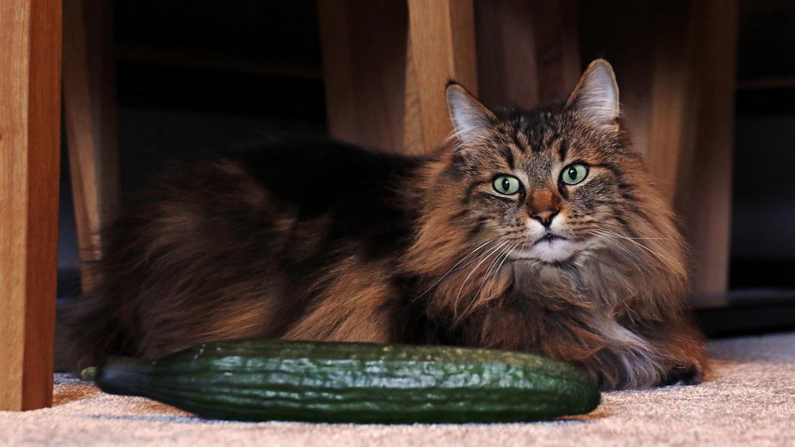 gato miedo a los pepinos