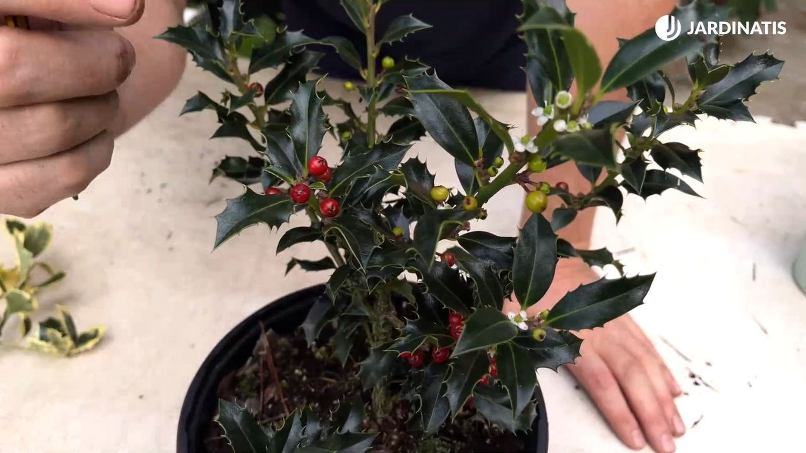 caracteristicas cuidados arbusto acebo jardinatis 23 30