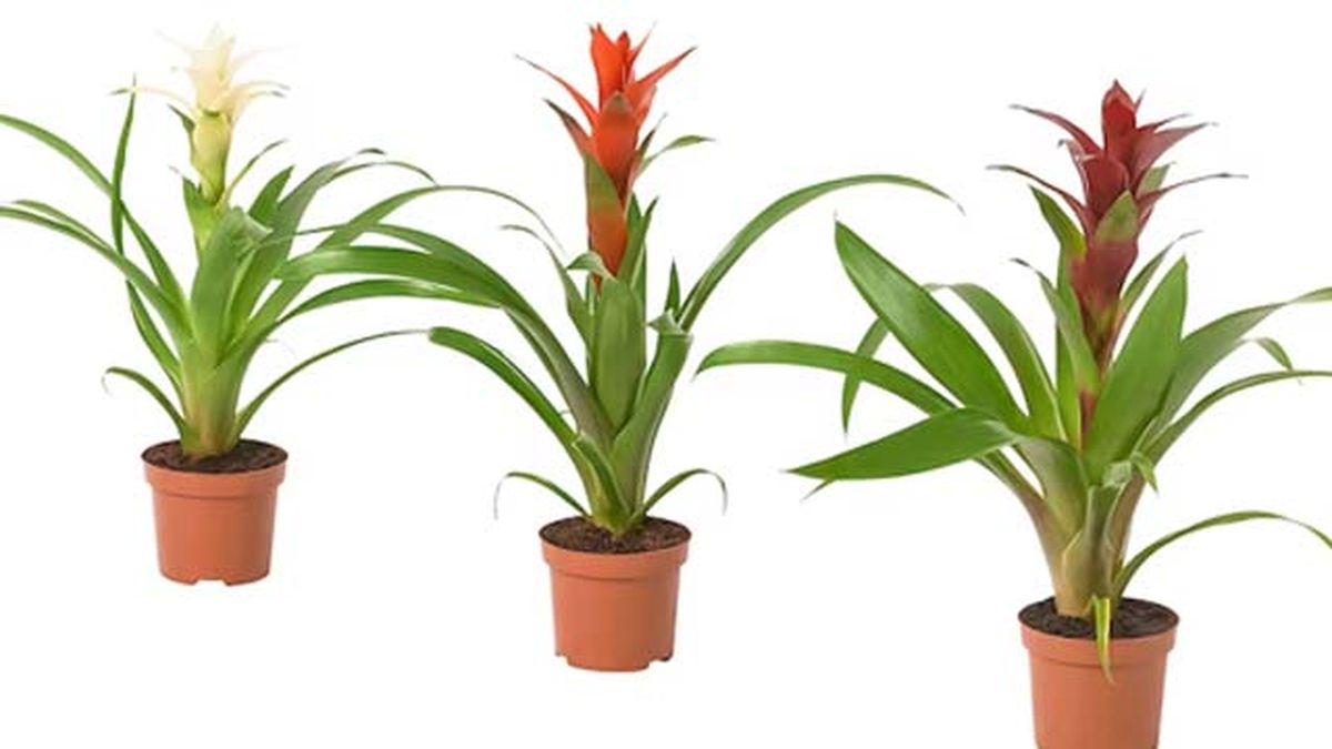 guzmania ikea