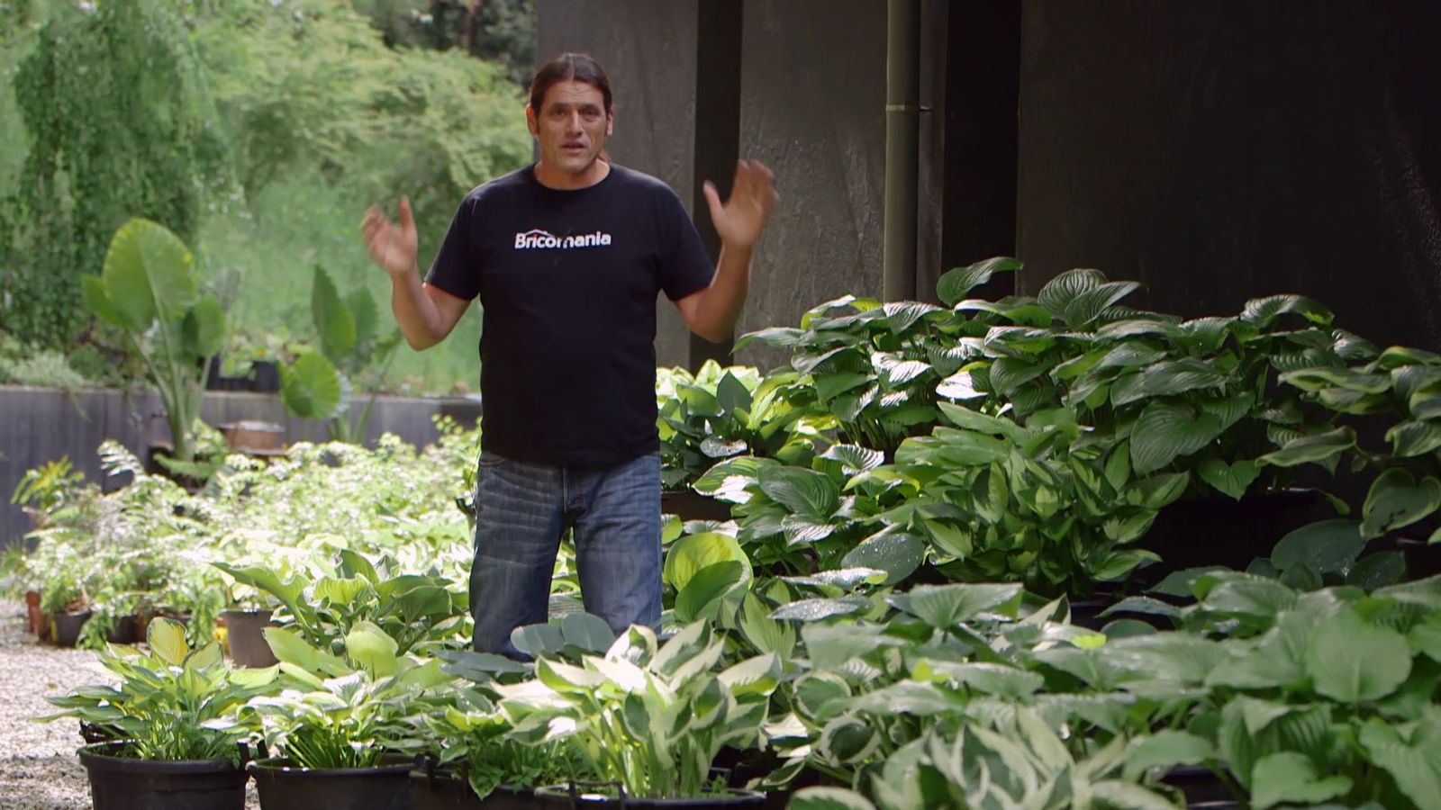 brico 0913 3 variedades hostas hermosas xl