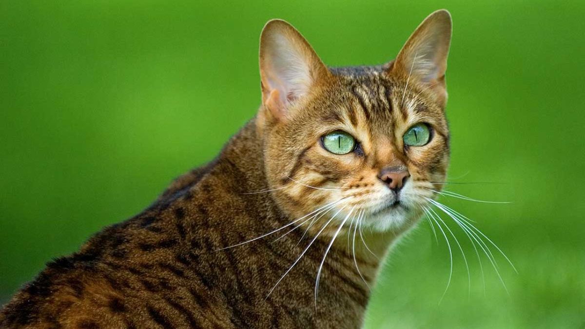 gatos mas grandes ok