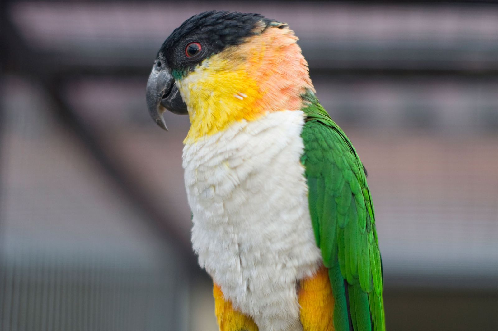 Pionites o caique de cabeza negra