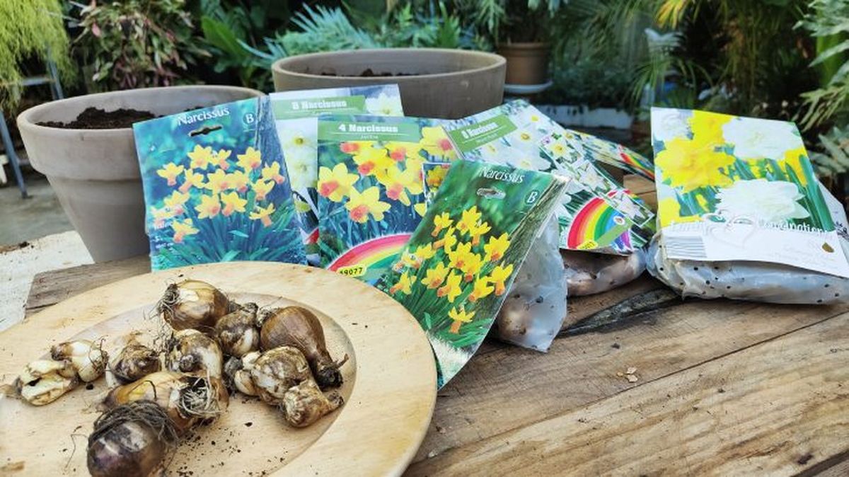 tipos de narcisos bulbos