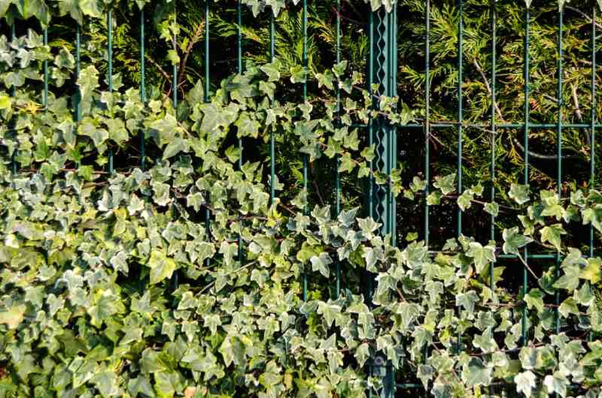 Hiedra (Hedera helix)