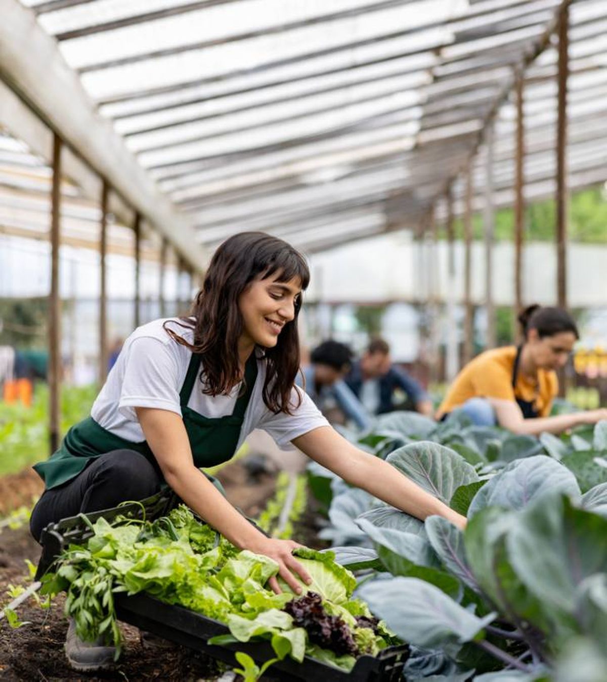 sembrar lechuga en abril