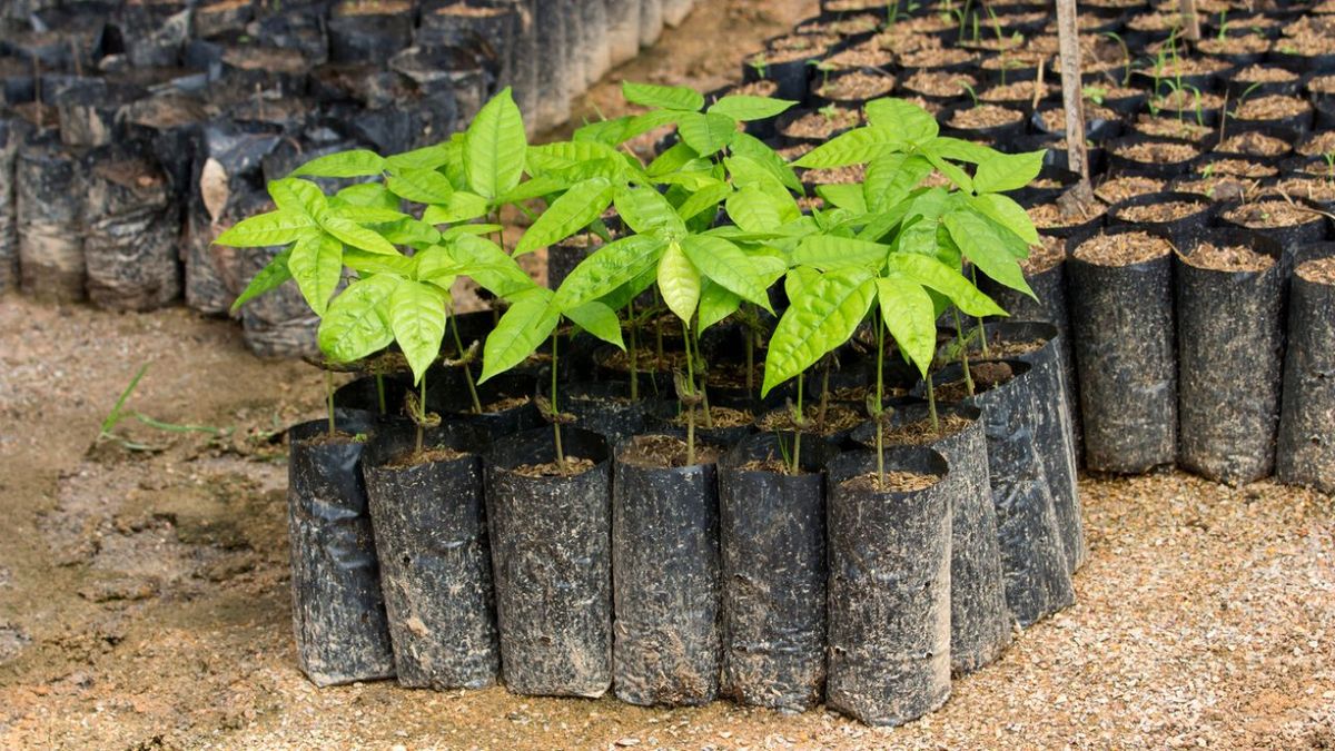 como plantar arboles frutales en bolsas