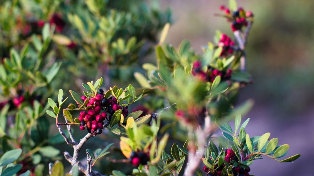 lentisco arbusto mediterraneo cultivo caracteristicas
