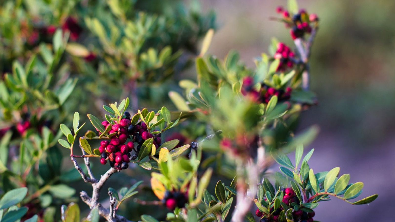 lentisco arbusto mediterraneo cultivo caracteristicas