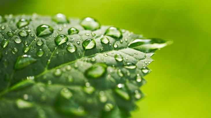 como absorben agua las plantas