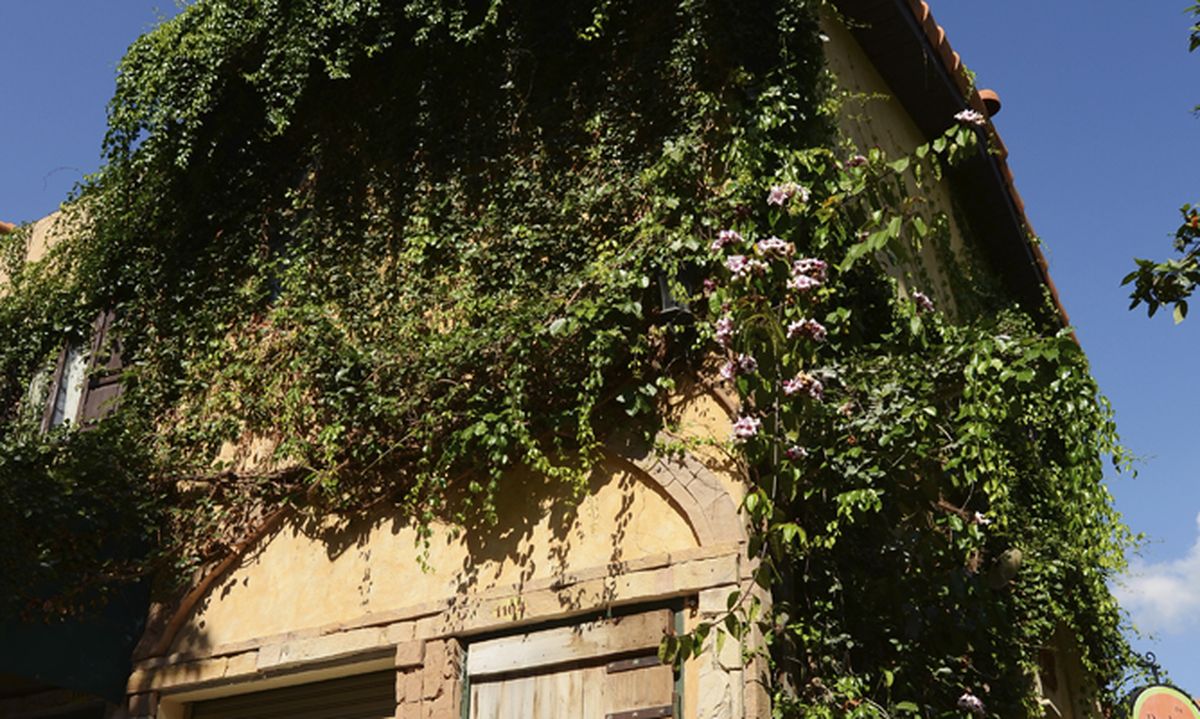 Cómo podar una enredadera