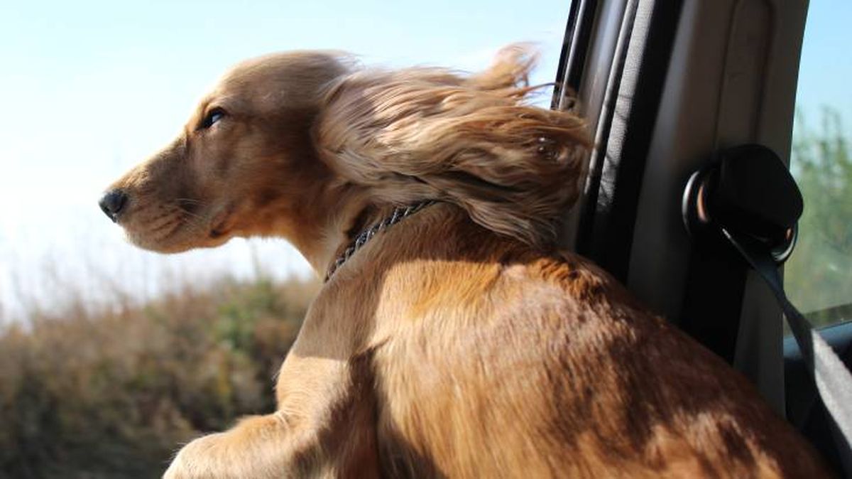 perro asomado por la ventana riesgos