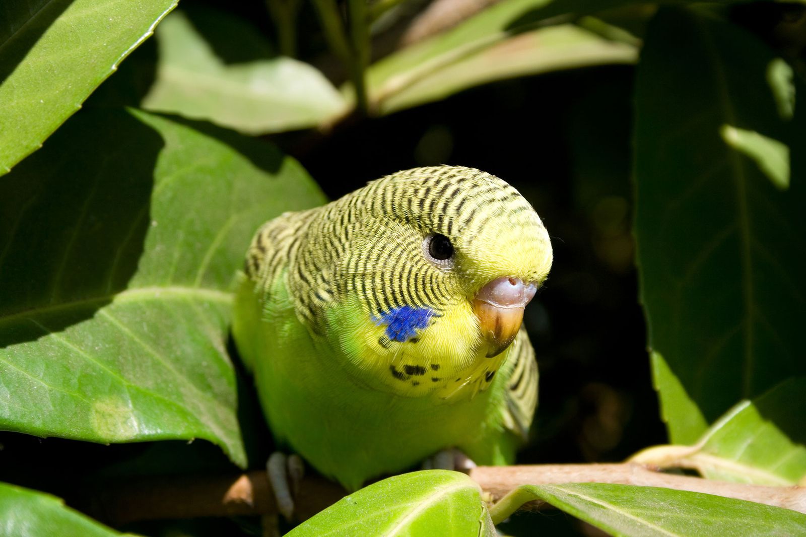aves periquito australiano rasgos