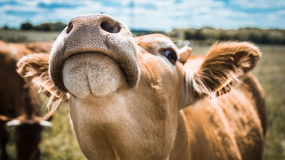 selfies divertidos animales granja 1