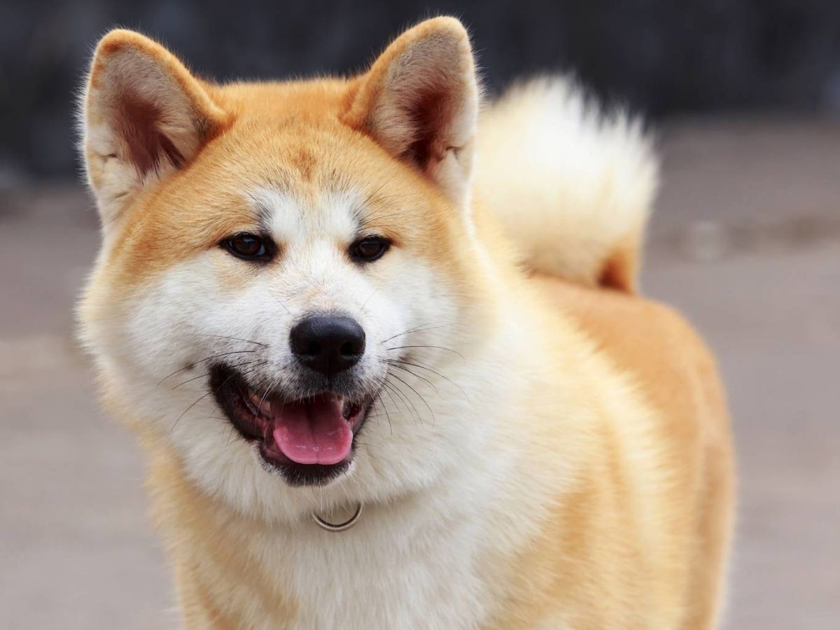 Algunos akitas presentan en ocasiones una pigmentación azulada en la lengua.