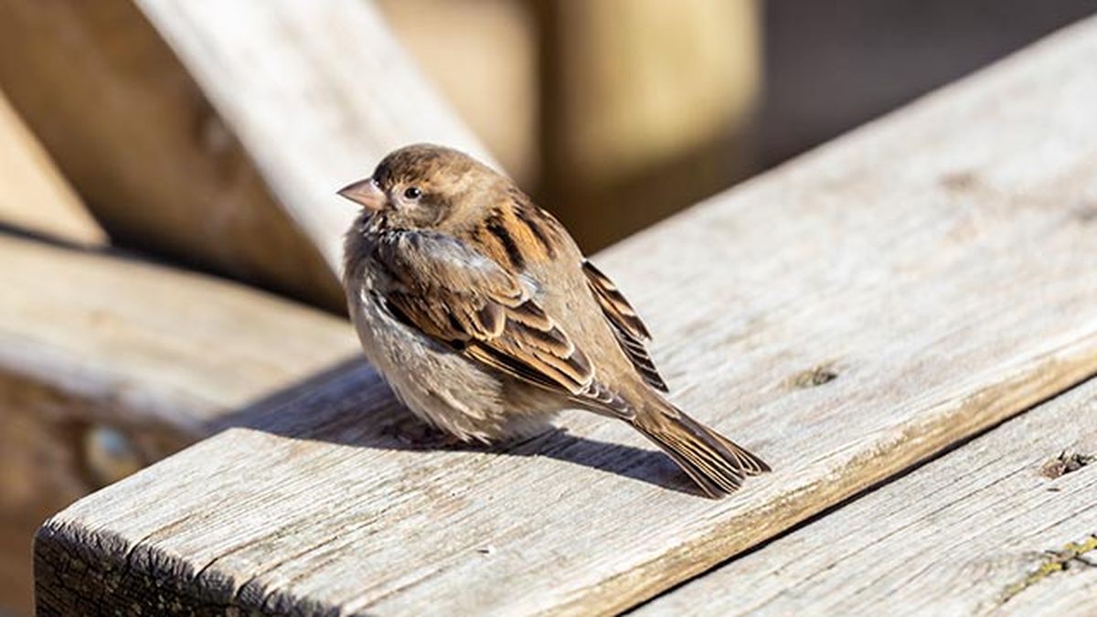 que hacer si encuentras polluelo huerfano 7 pajaro