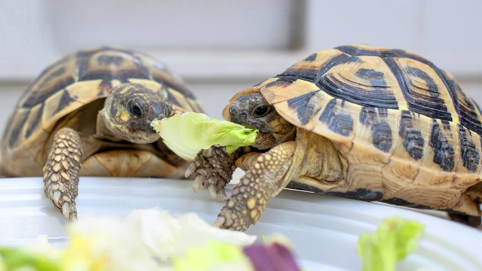 que comen las tortugas alimentacion