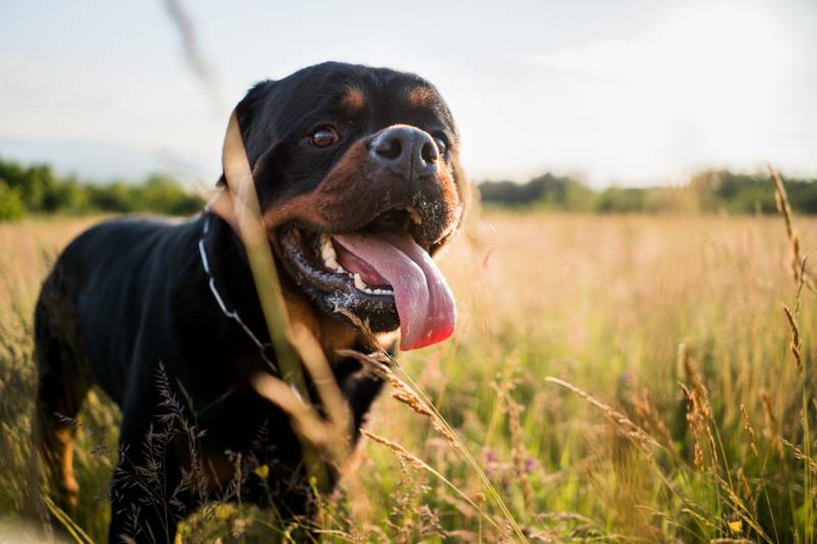 A través del jadeo los perros expulsan el calor corporal elevado de su cuerpo