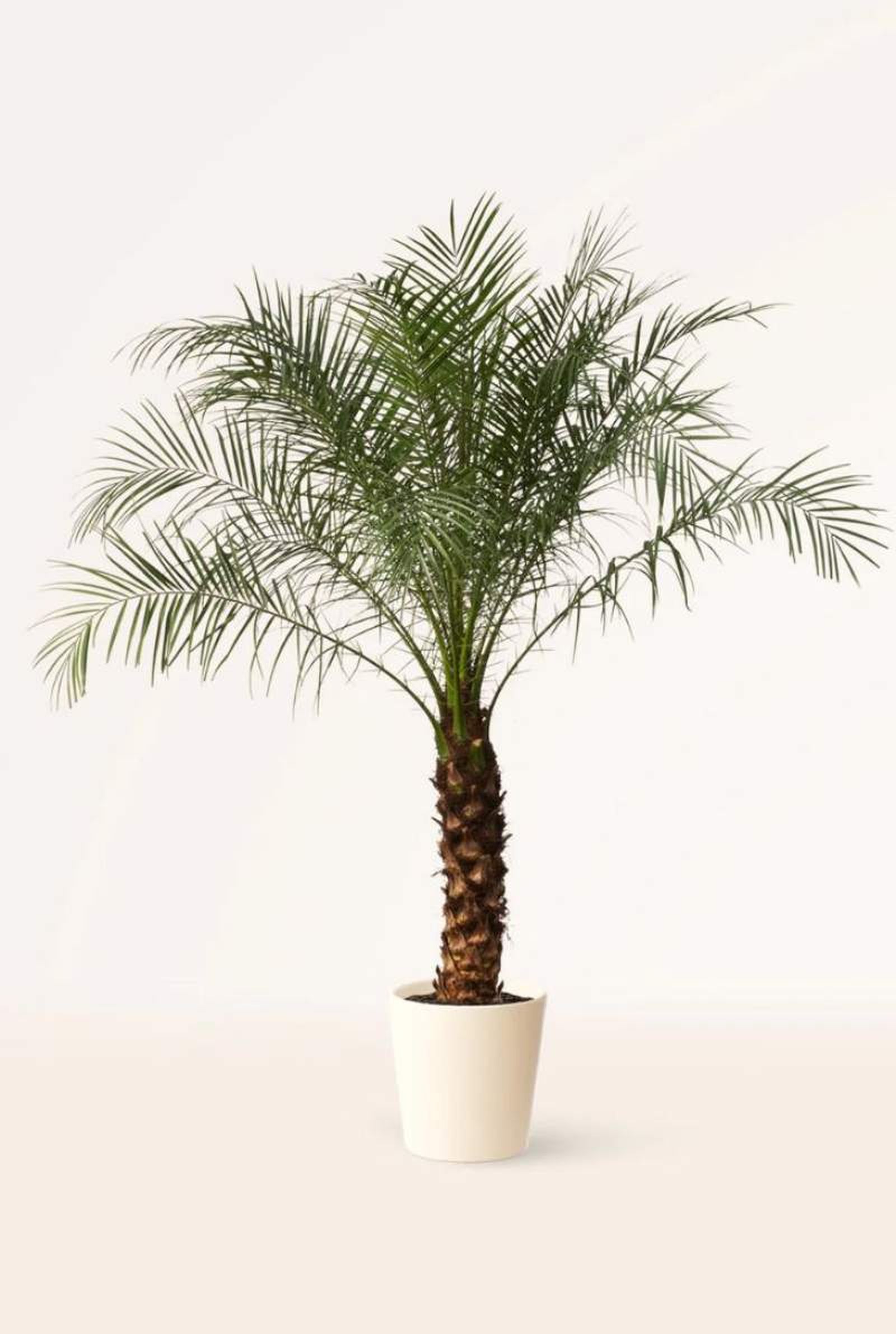 Phoenix Roebelenii