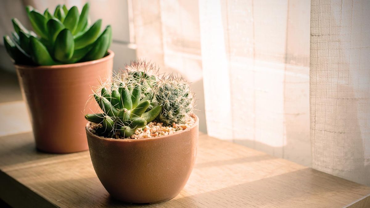 iluminacion plantas crasas