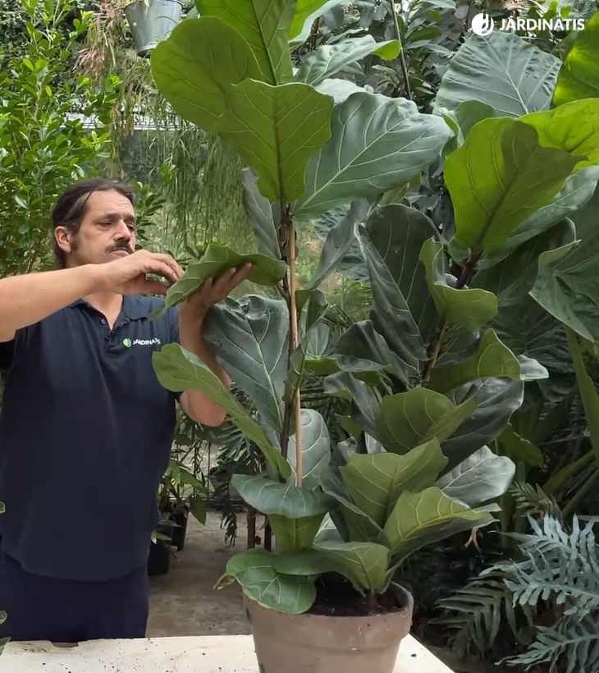 Iñigo Segurola limpiando las hojas de un Ficus lyrata