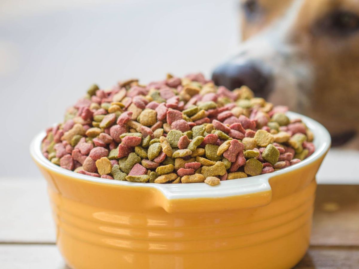 Es importante tener siempre presenta cuáles son las necesidades específicas de tu perro.