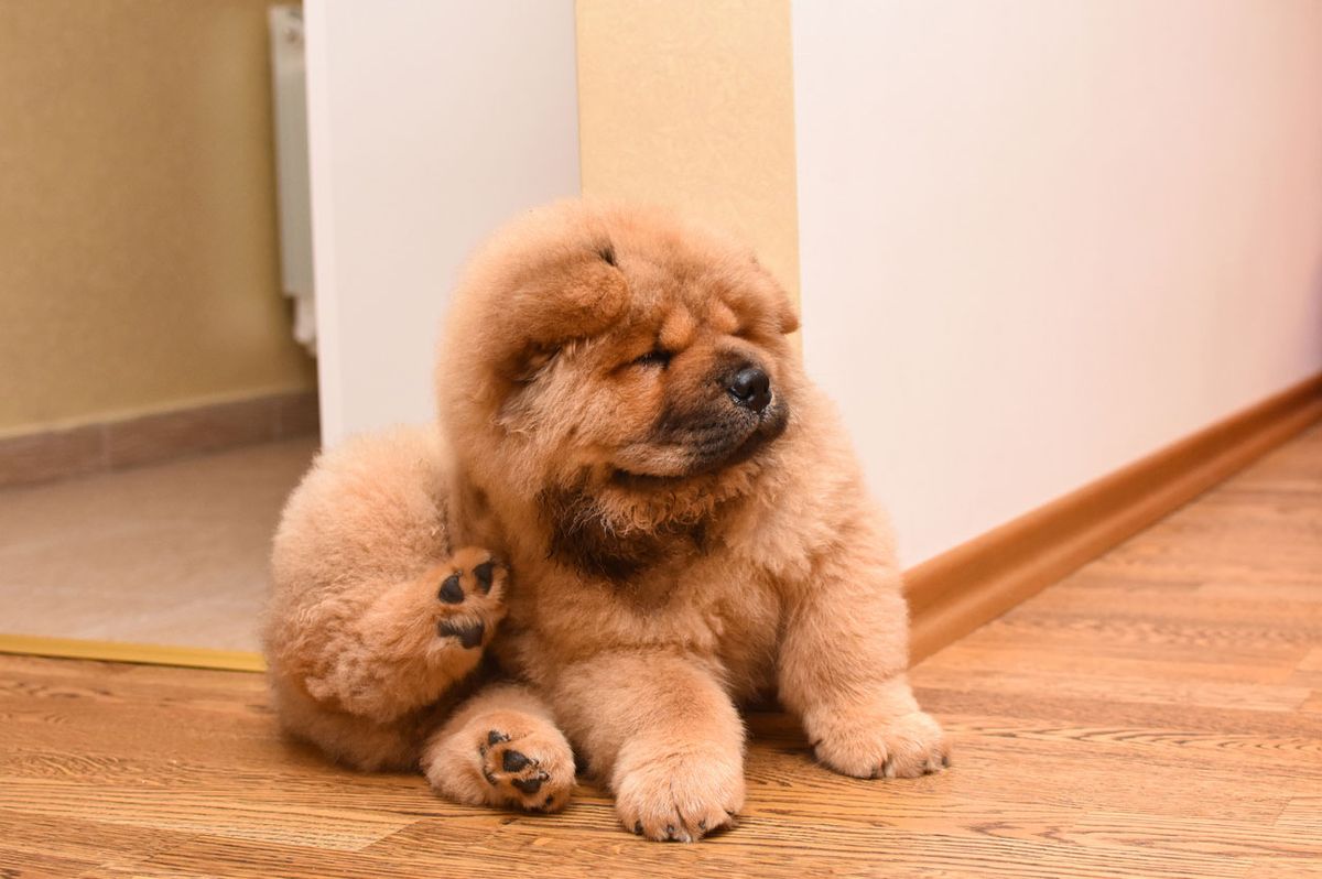 chow chow menos activos que samoyedos