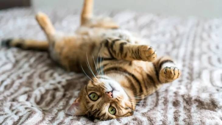 como saber si tu gato es feliz 4 (1)