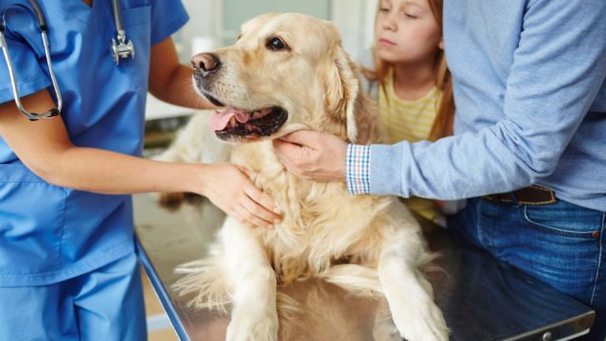 verrugas en perros 9