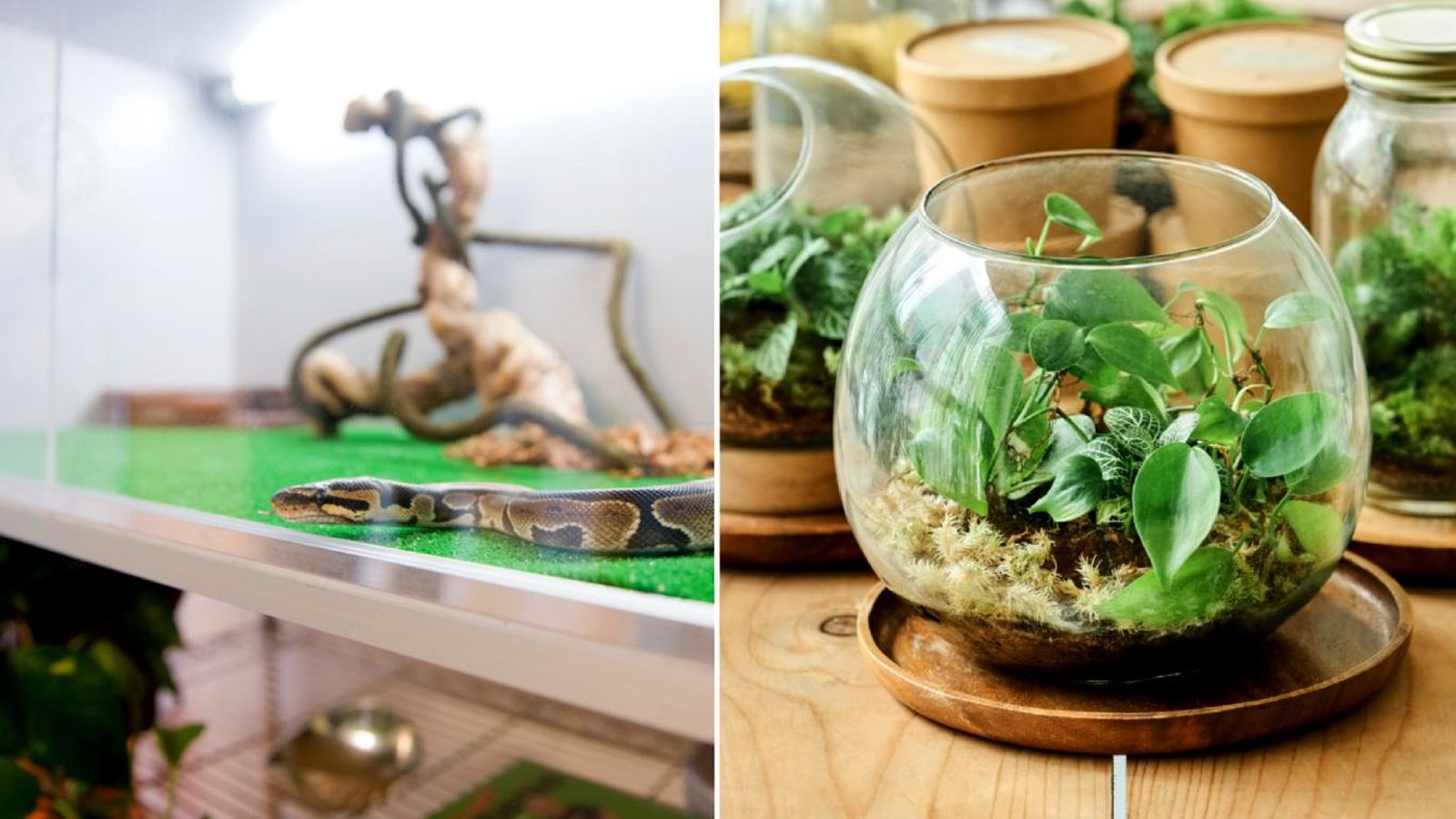 Dos terrarios caseros