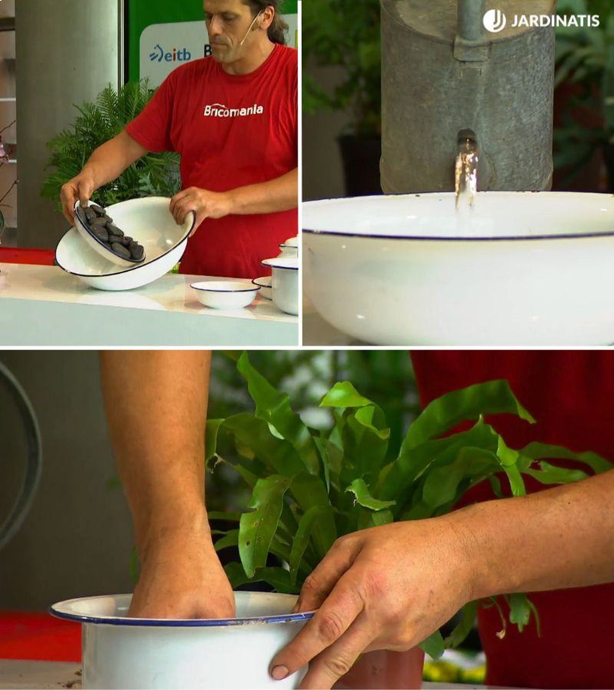 Demanda una alta humedad ambiental