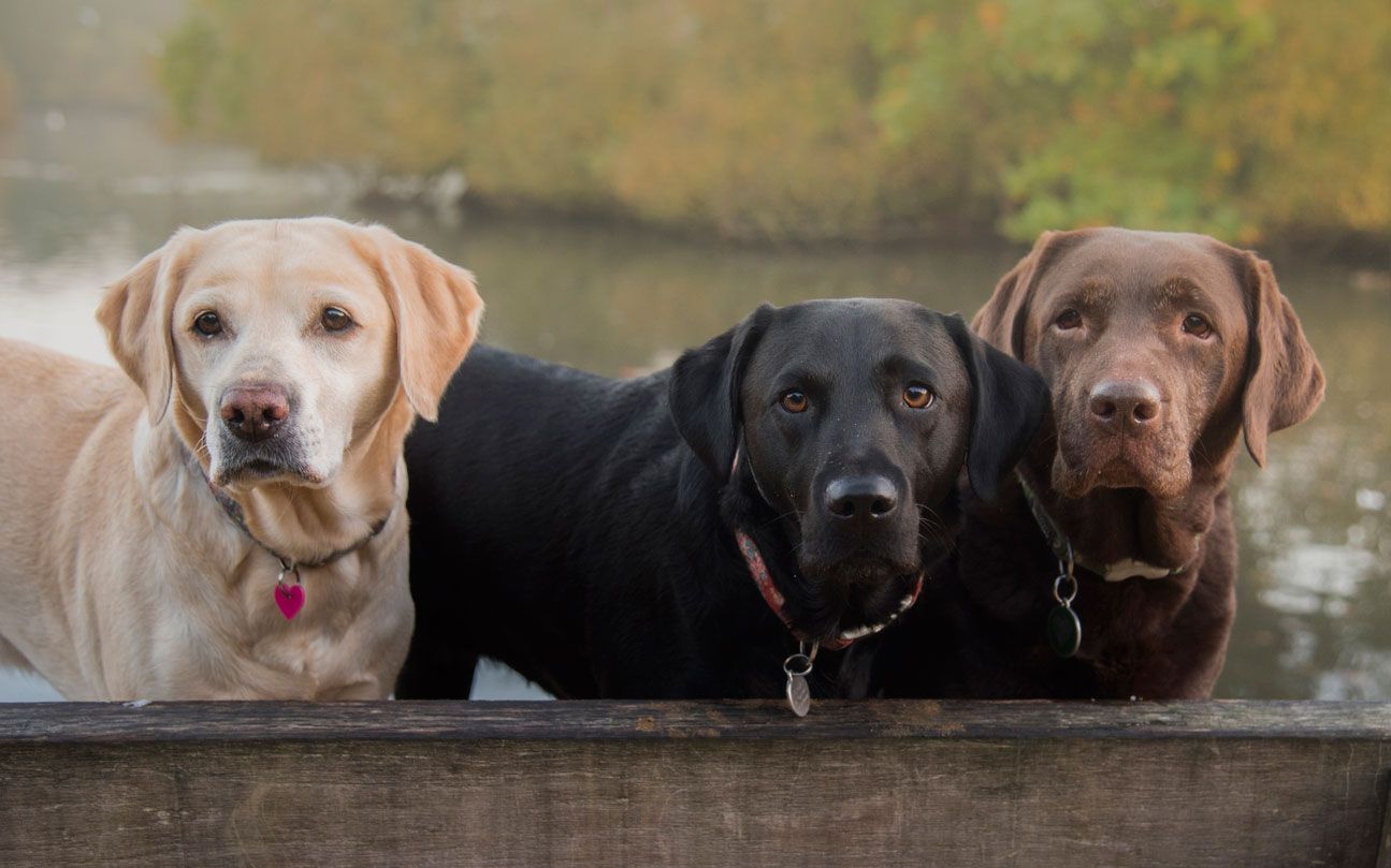 tipos de retriever labrador retriever