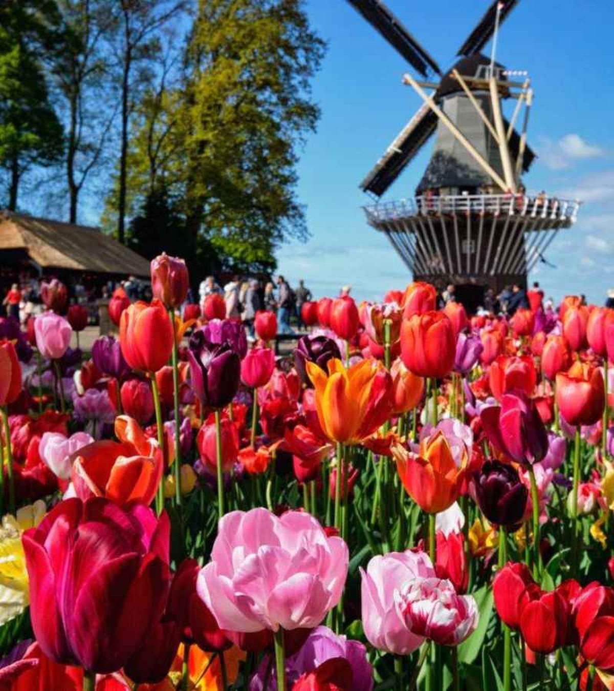 Jardines de Keukenhof.