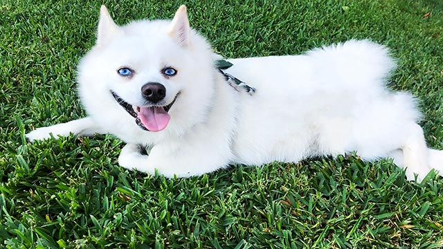 pomsky en el campo