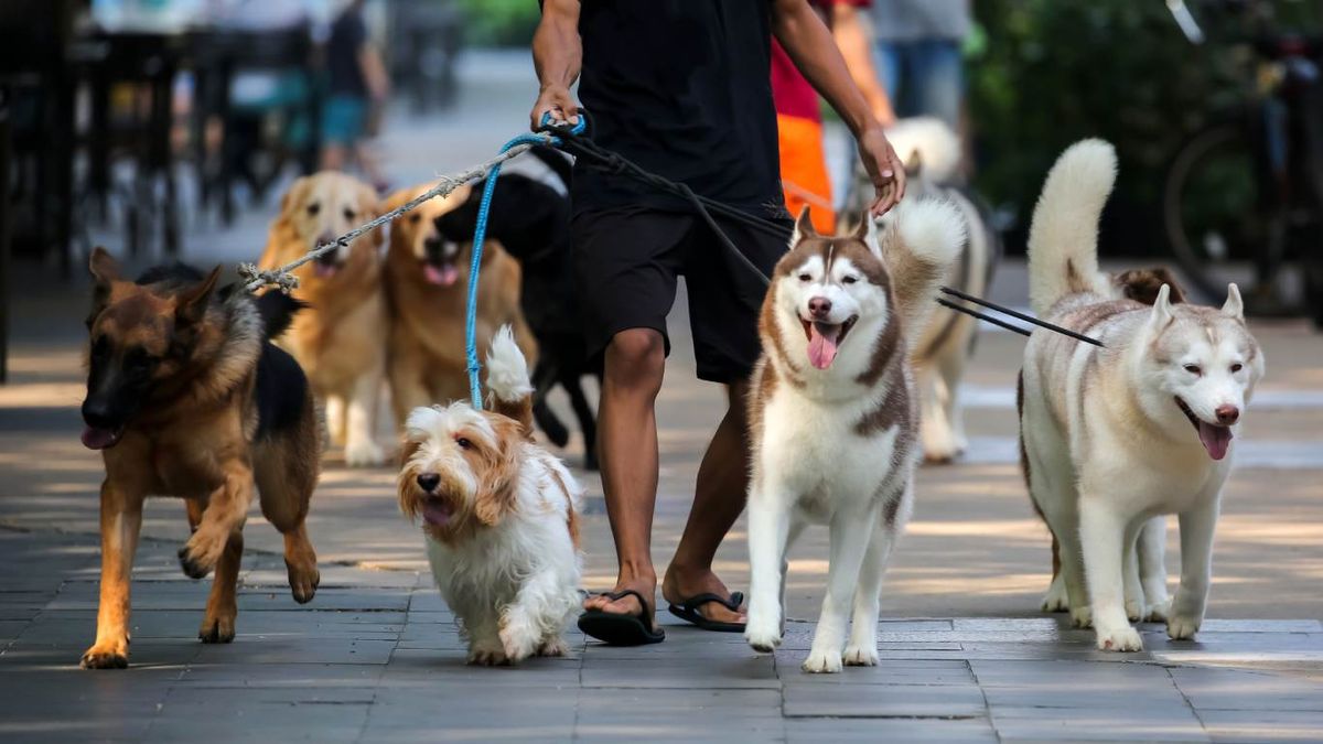 Perros paseando por la calle
