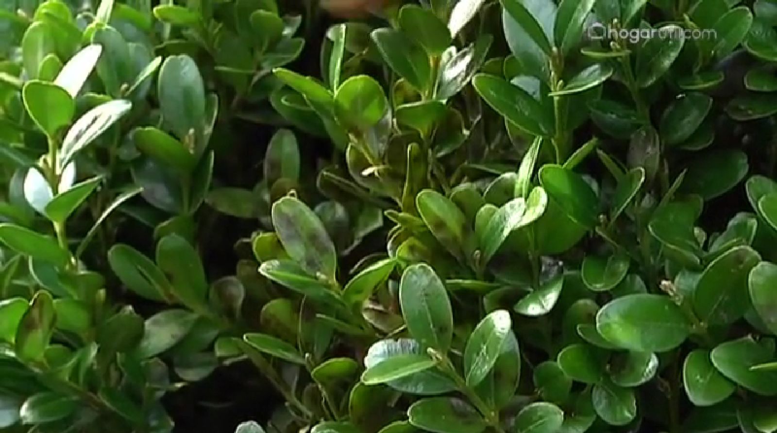 Cylindrocladium buxicola hojas