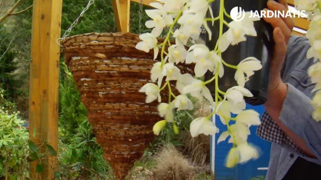 cesto colgante con la orquidea cymbidium brico jardin 864