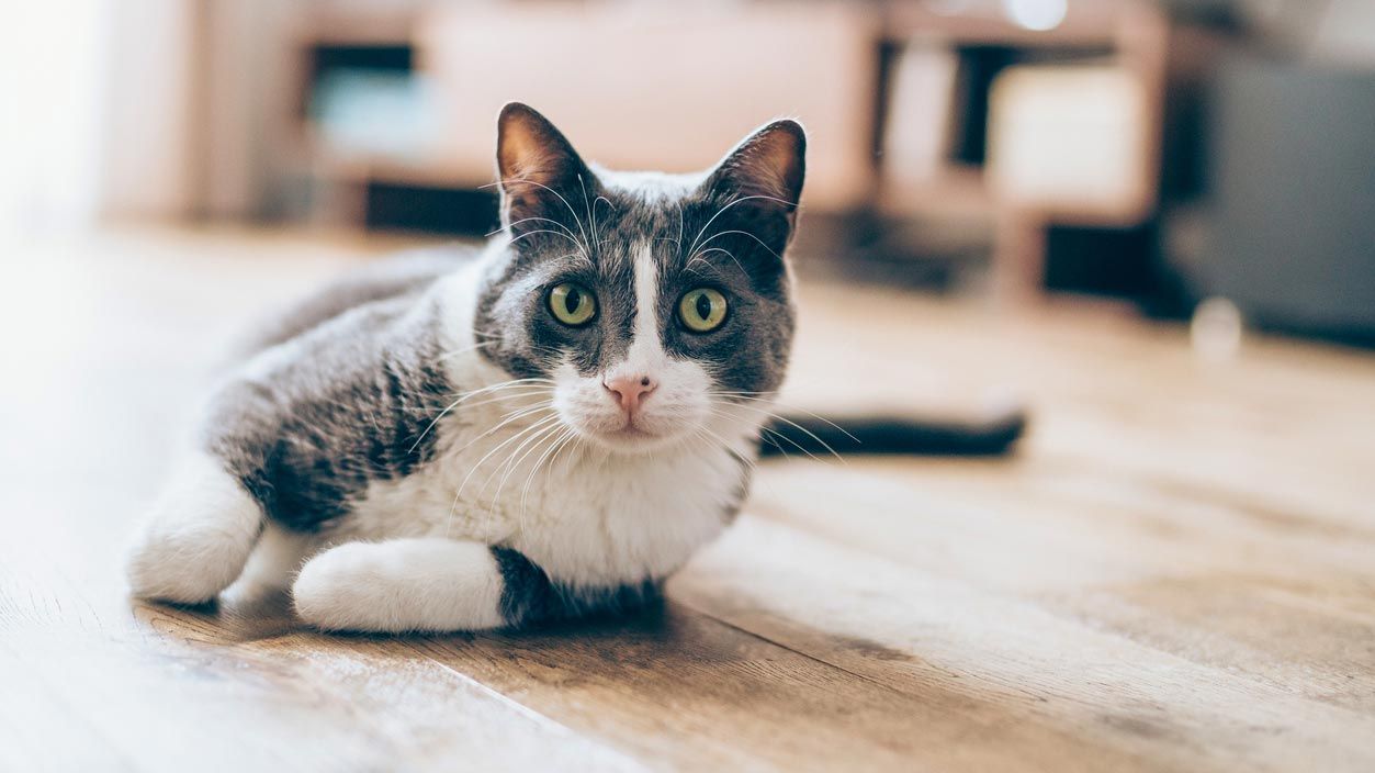 el parquet gatos