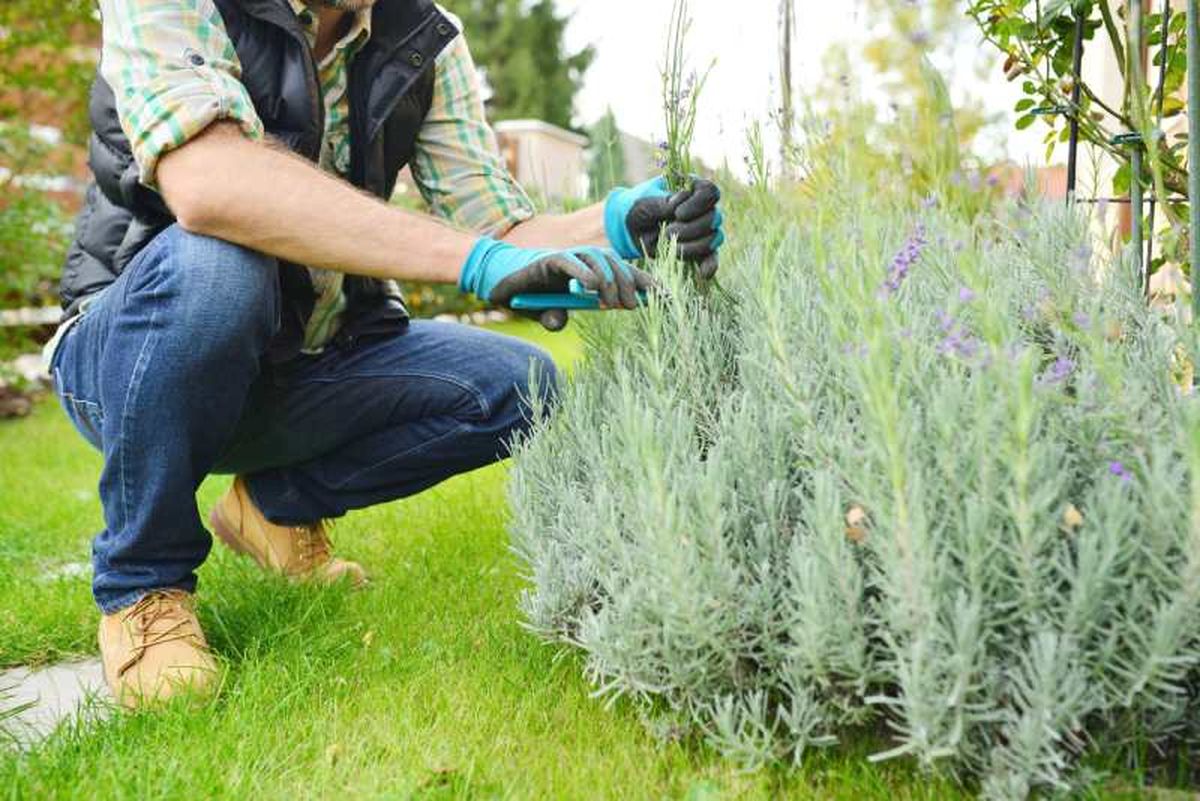 La podas de la lavanda suelen ir enfocadas en mantener la estructura que hayamos definido.