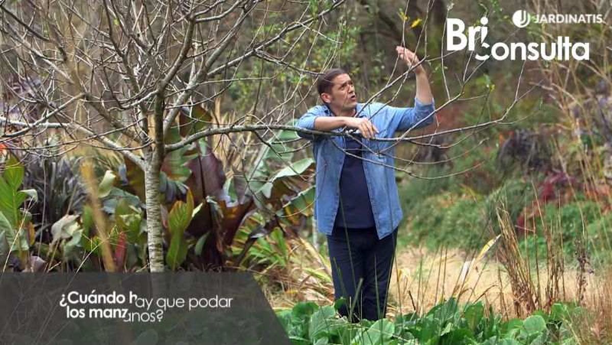 Es fundamental podar el manzano en una época específica