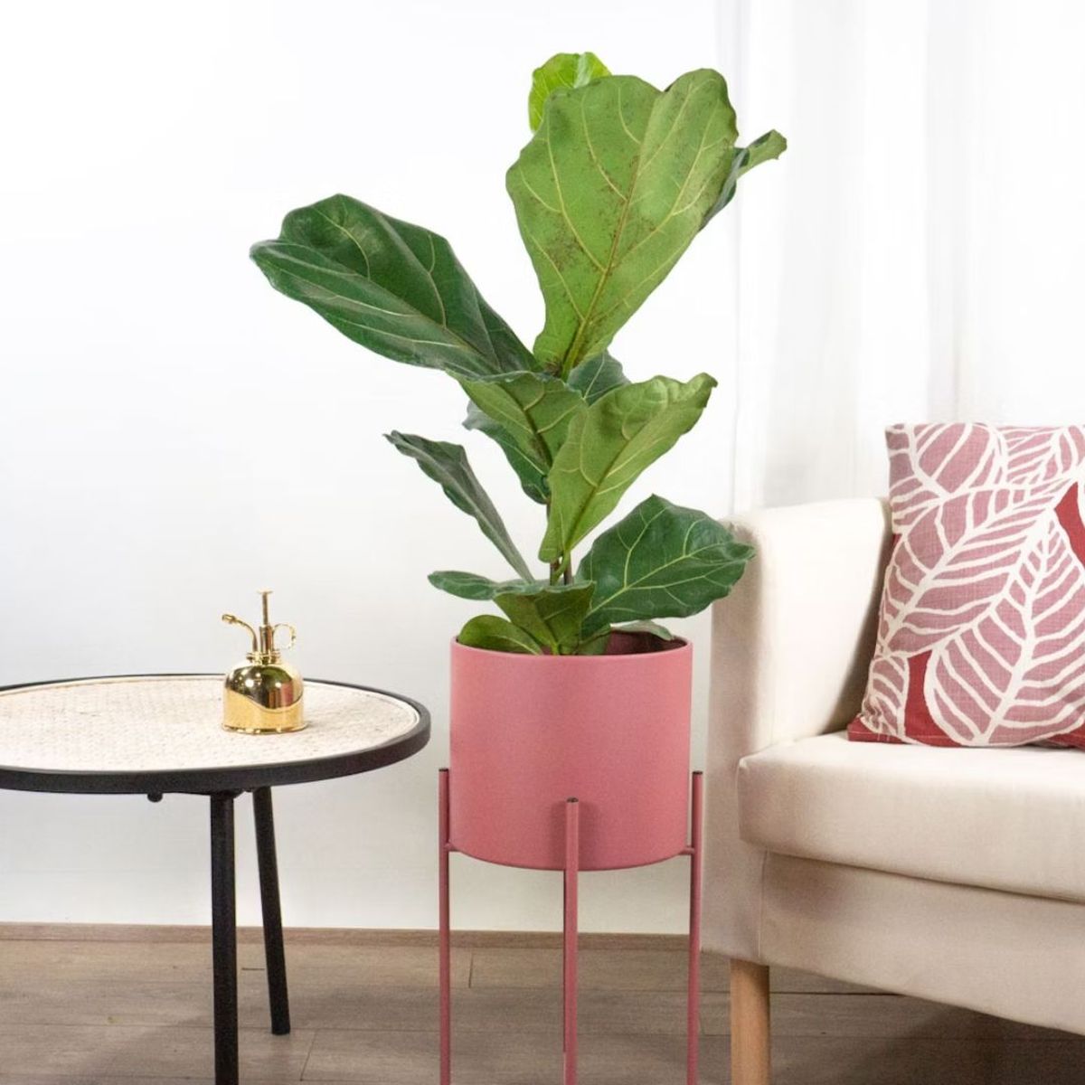 ficus lyrata be green