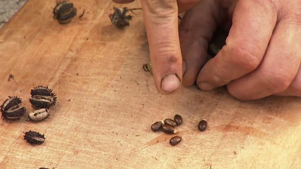 deco 757 jardin dos variedades de ricino semillas