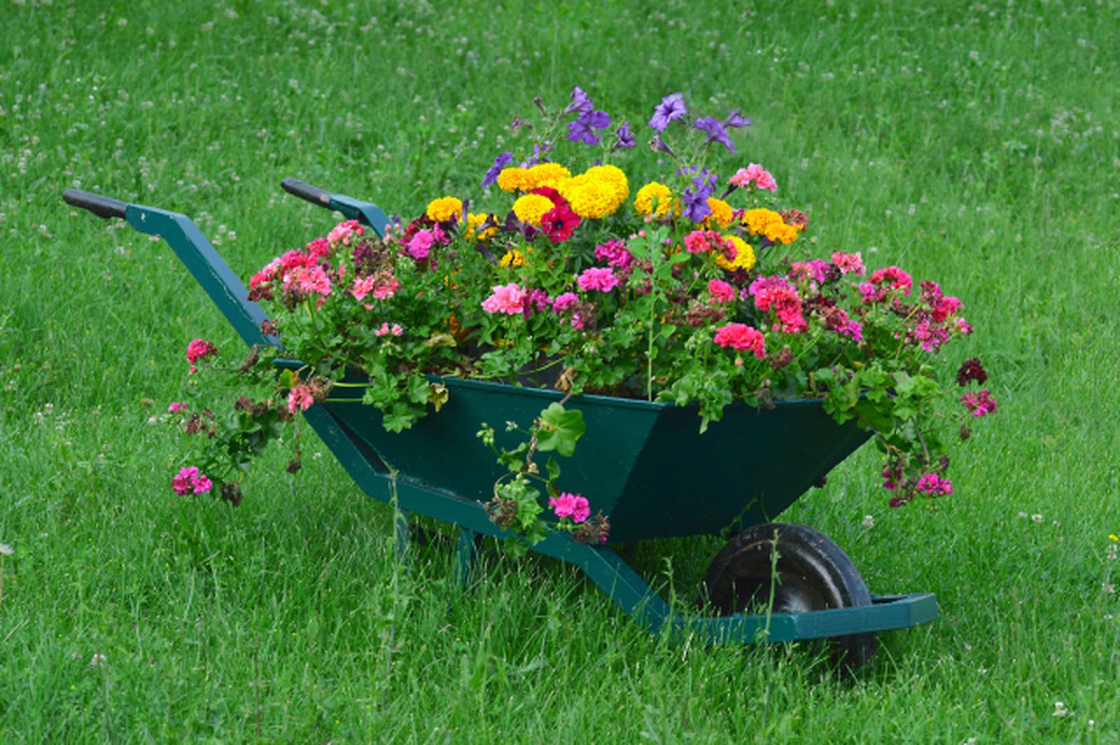 decorar jaridn carretillas plantas 1