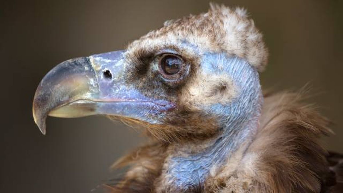 morfologia adaptada buitres alimentacion carronera