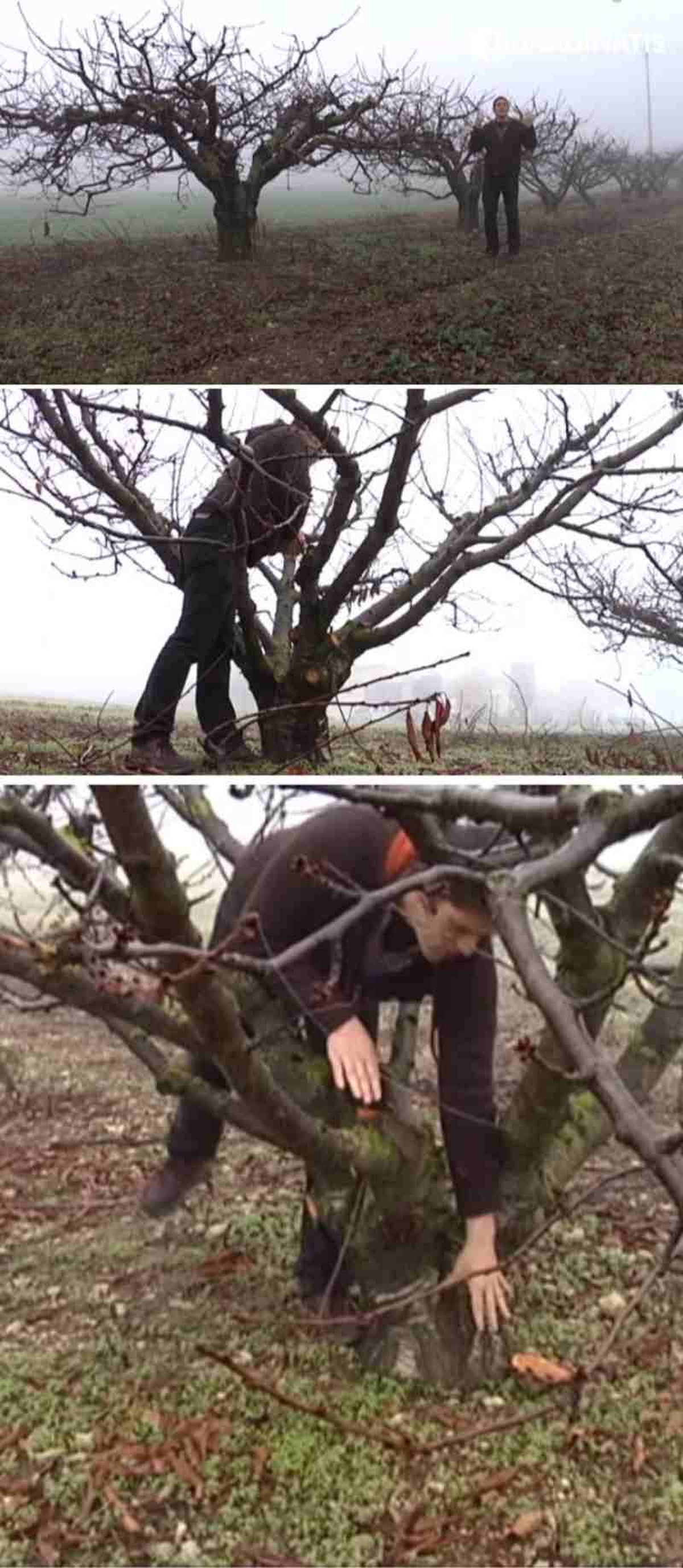 La poda de formación es fundamental en los primeros años de vida