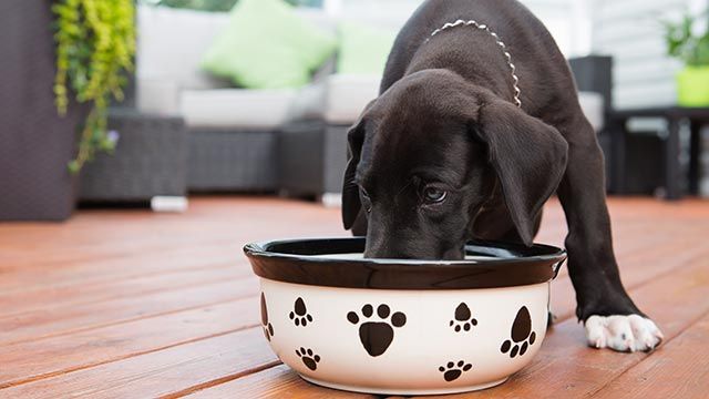 comer dia perro 5