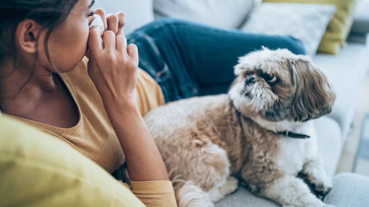 La alergia a los perros no está causada por el pelo en sí.